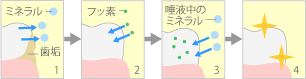 フッ素のむし歯抑制効果