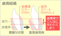 歯周組織